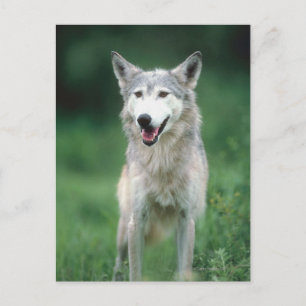 Carte Postale Loup gris 2