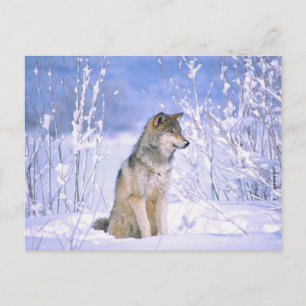 Carte Postale Loup gris assis dans la neige, Canis lupus,