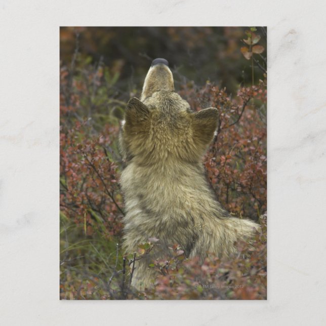 Carte Postale Loup gris (Canis lupus) (Devant)