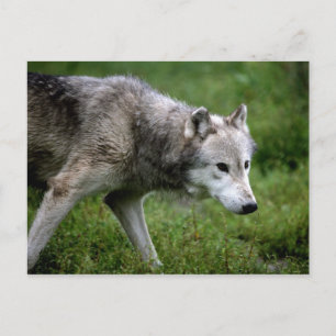 Carte Postale Loup gris, loup