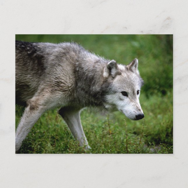 Carte Postale Loup gris, loup (Devant)
