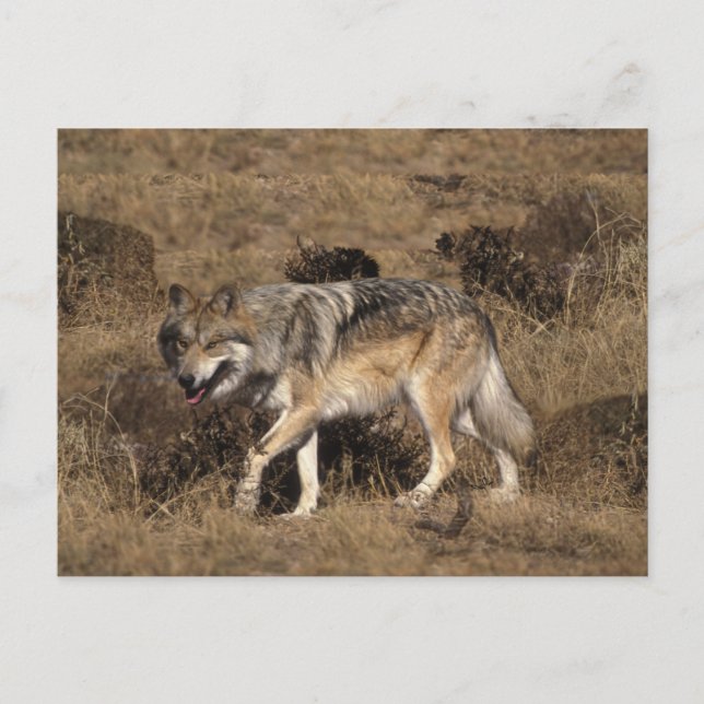 Carte Postale Loup gris - Loup de bois - Série Loup rouge (Devant)