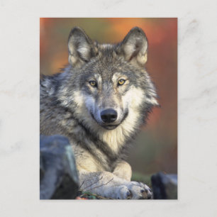Carte Postale Loup gris photo