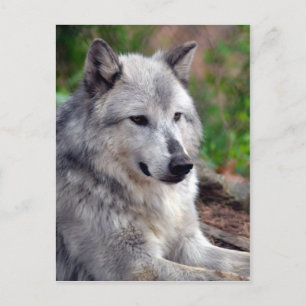 Carte Postale Loup gris Pose-168