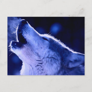 Carte Postale Loup hurlant