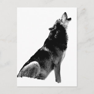 Carte Postale Loup hurlant noir et blanc