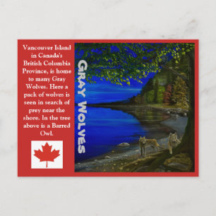 Carte Postale Loup ! Loups gris et chouette barrée.