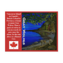 Loup! Loups gris et hibou rayé.