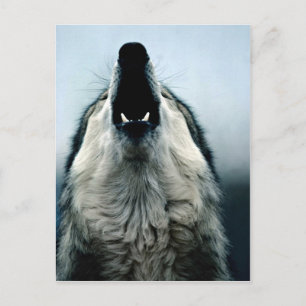 Carte Postale loup mexicain, espèce en voie de disparition, dése
