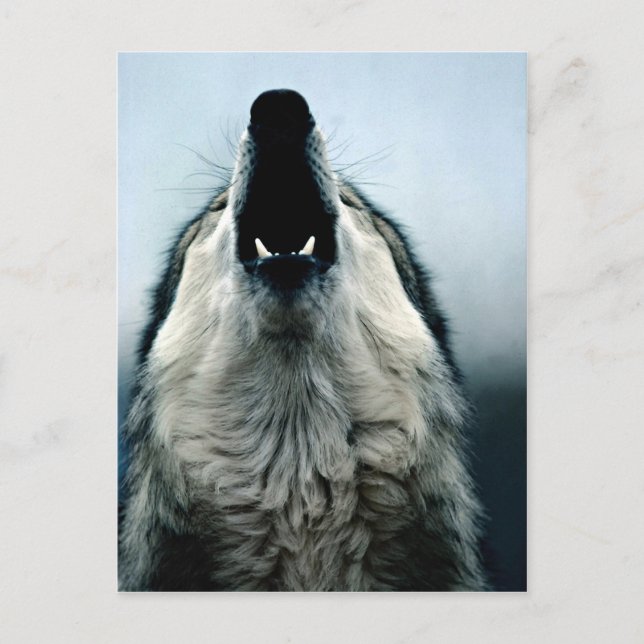 Carte Postale loup mexicain, espèce en voie de disparition, dése (Devant)