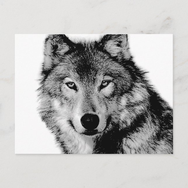 Carte Postale Loup noir et blanc (Devant)