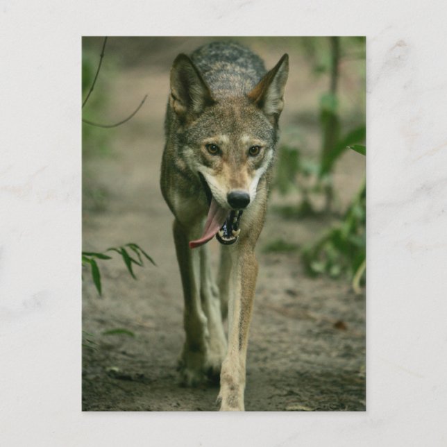 Carte Postale Loup rouge (Devant)