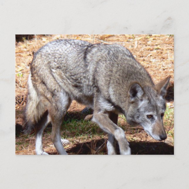 Carte Postale Loup-rouge à houle nord-américain (Devant)