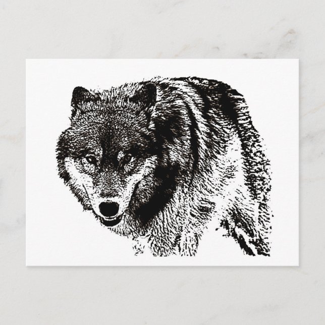 Carte Postale Loup sauvage (Devant)