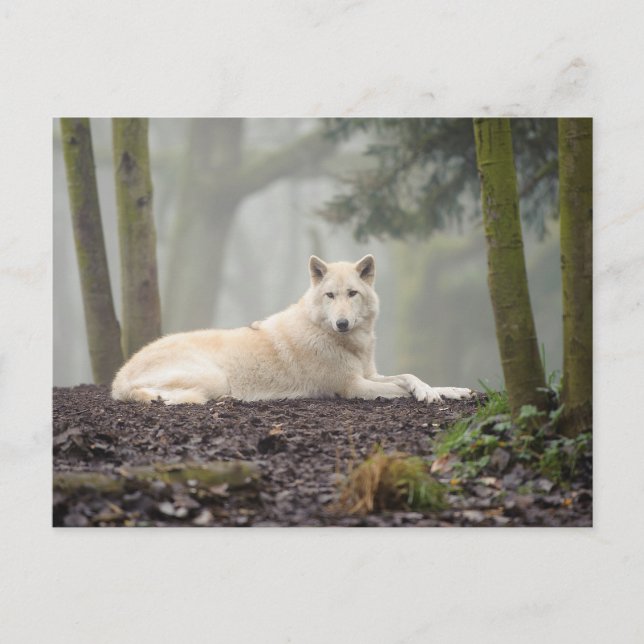 Carte Postale Loup solitaire (Devant)