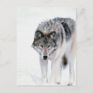 Carte Postale Loup tortueux