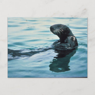 Carte Postale Loupe de mer