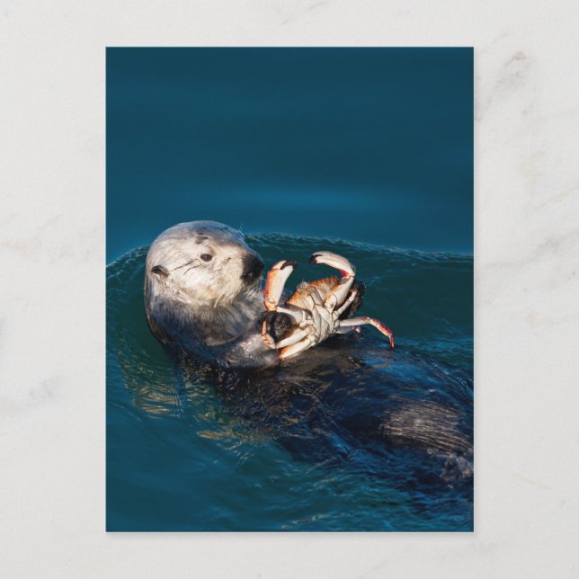Carte Postale Loupe de mer (Devant)