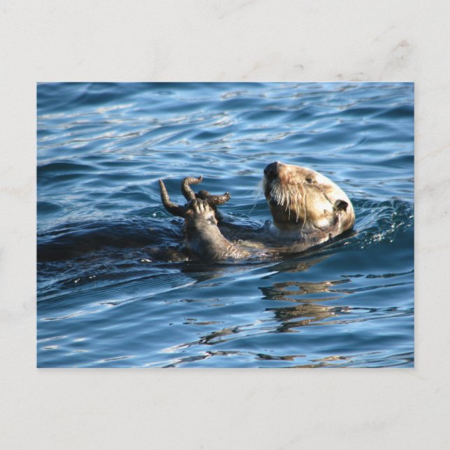 Carte Postale Loupe de mer (Devant)
