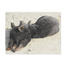 Loupe de mer Coussin la plus souple