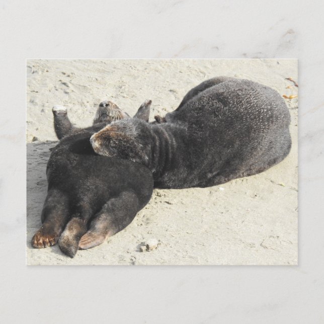 Carte Postale Loupe de mer Coussin la plus souple (Devant)