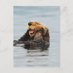 Carte Postale Loupe de mer d'Alaska
