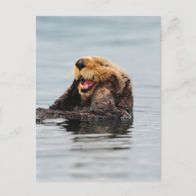 Carte Postale Loupe de mer d'Alaska (Devant)