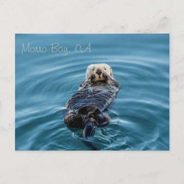 Carte Postale Loupe de mer - Morro Bay (Devant)