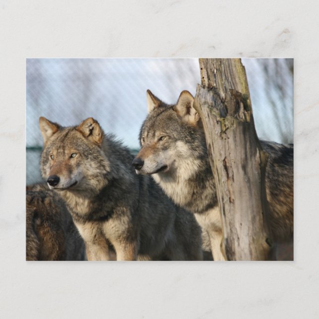 Carte Postale loups (Devant)
