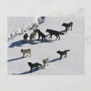 Carte Postale Loups