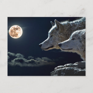 Carte Postale Loups blancs dans la Pleine lune