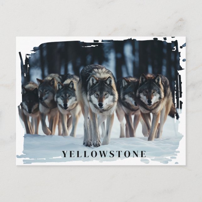 Carte postale Loups de Yellowstone (Devant)