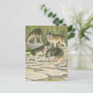 Carte Postale Loups gris