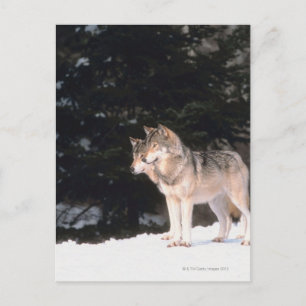 Carte Postale Loups gris