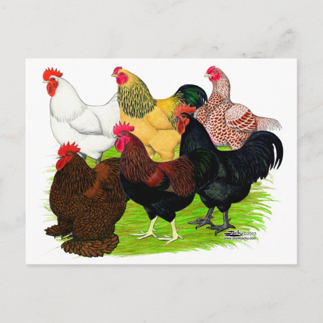 Carte Postale Lourd ajout de coq (Devant)
