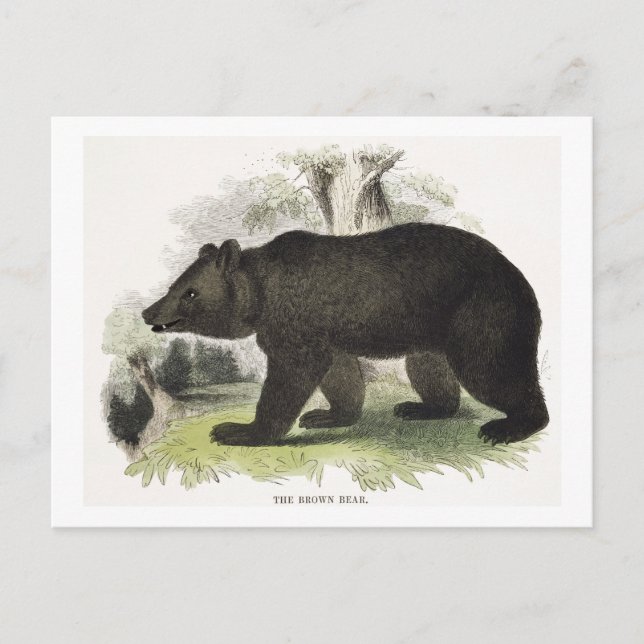 Carte Postale L'ours Brown, pub d'illustration pédagogique. par  (Devant)