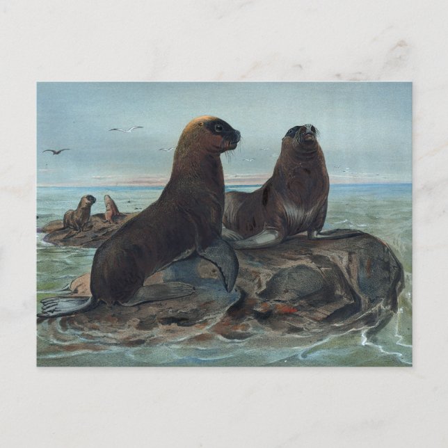 Carte Postale L'ours de mer par Joseph Wolf (Devant)