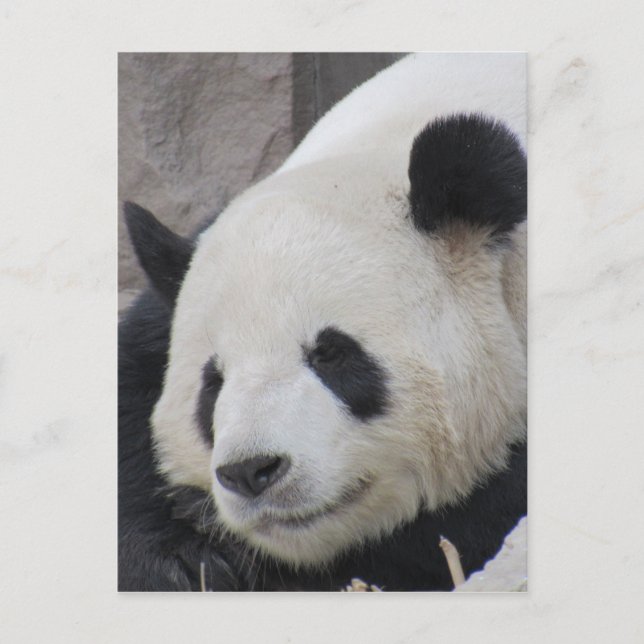 Carte Postale l'ours de panda géant (Devant)