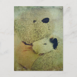 Carte Postale L'Ours En Teddy Accroche Un Cochon De Guinée