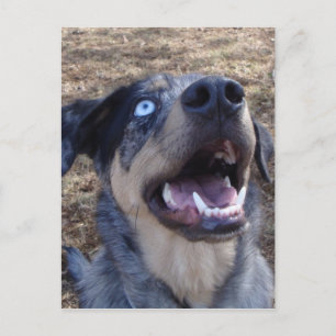 Carte Postale Lousiana Catahoula Leopard Dog