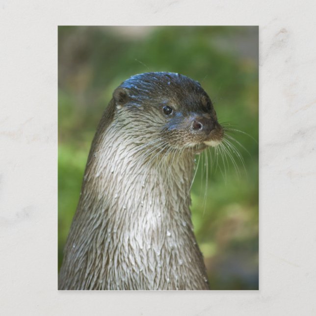 Carte Postale Loutre (Devant)