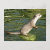 loutre asiatique courte griffée