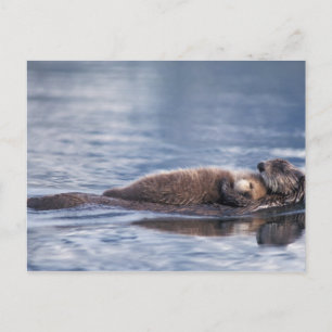 Carte Postale loutre de mer, Enhydra lutris lutris