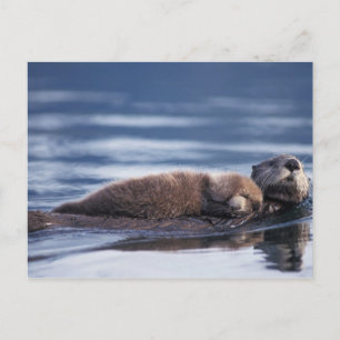 Carte Postale loutre de mer, Enhydra lutris lutris