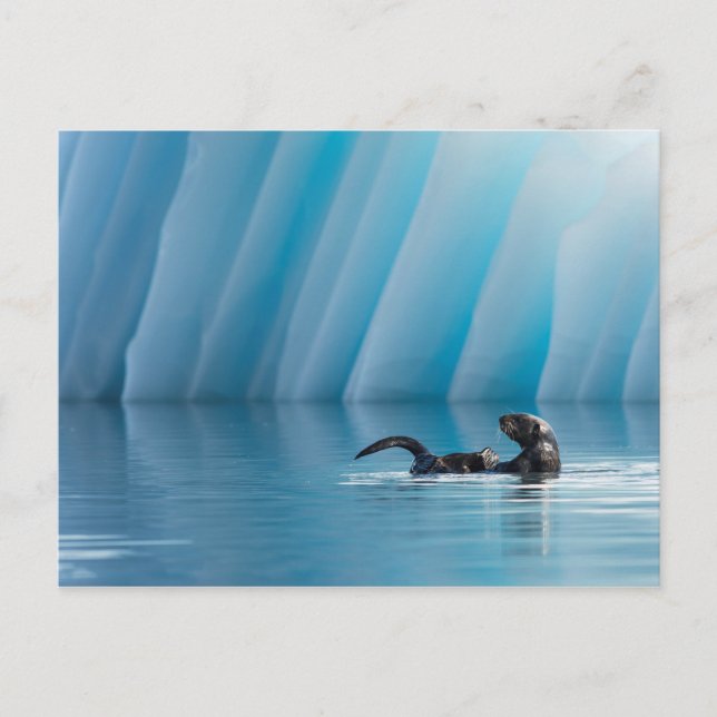Carte Postale Loutre de mer espiègle (Devant)
