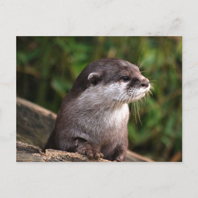 Carte Postale Loutre grise mignonne (Devant)