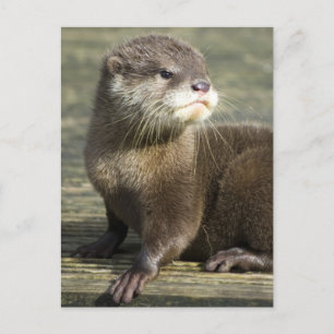 Carte Postale Loutre mignonne de bébé