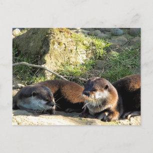 CARTE POSTALE LOUTRES
