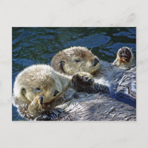 Carte Postale Loutres de mer