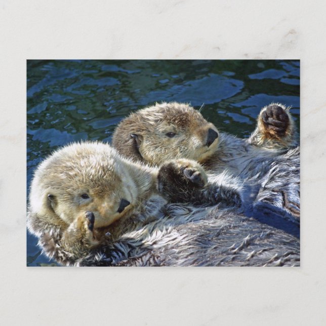 Carte Postale Loutres de mer (Devant)